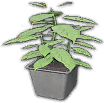 Exotic Herbs